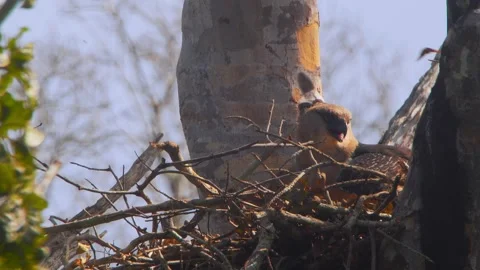 Crested Eagle Resting in Nest Wind Moving Crest Feathers Stock Footage 316022500