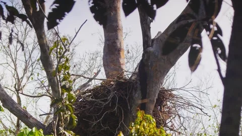 Crested Eagle Returning to Nest with Fresh Leaves in Tambopata, Peru Stock Footage 316012099