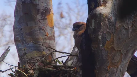 Crested Eagle rubbing head on body in nest in Tambopata, Peru Stock Footage 316010451