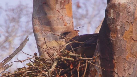 Crested Eagle shaking head on nest in Tambopata, Peru Stock Footage 316009608