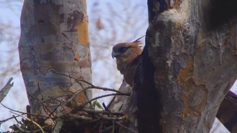Crested Eagle shaking head on nest in Tambopata, Peru 스톡 동영상 316010393