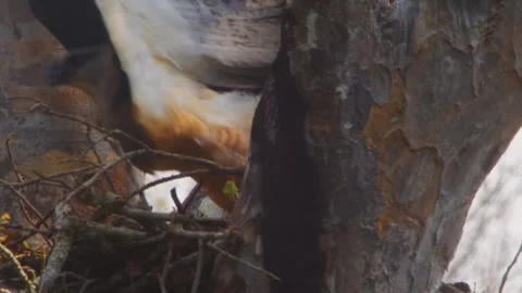 Crested Eagle taking off from nest into rainforest in Tambopata, Peru Stock Footage 316010537