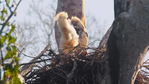 Crested Eagle Tilt Reveal Chick Defecating from Nest Edge Stock Footage 316026152