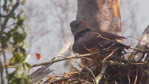 Crested Eagle Watching Butterfly on Body 스톡 동영상 316017769