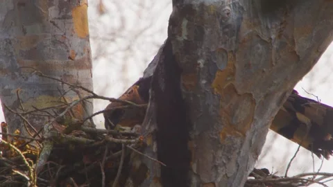 Crested Eagles adjusting fresh leaf in nest in Tambopata, Peru Stock Footage 316010570