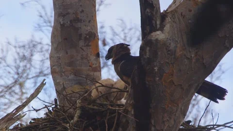Crested Eagles in nest with chick moving in Tambopata, Peru Stock Footage 316011074