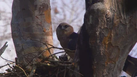 Crested Eagles on nest looking around in Tambopata, Peru 스톡 동영상 316010309