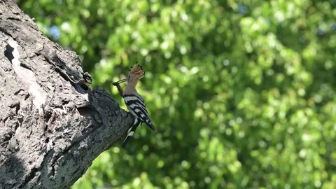 Crested Eurasian hoopoe pauses with mole cricket at nest entrance Stock Footage 343066895