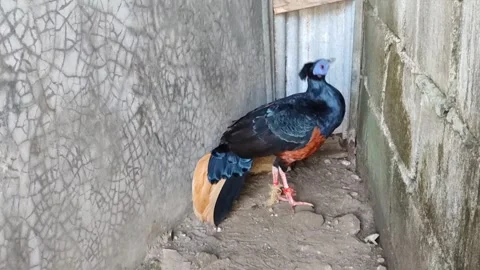 Crested Fireback Bird Vocalizing by Concrete Wall Vídeos de archivo 334206909