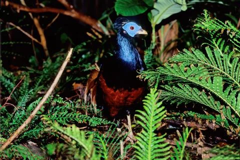 Crested fireback Stock Photos