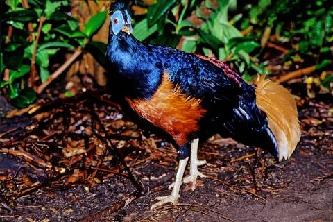 Crested fireback Stock Photos