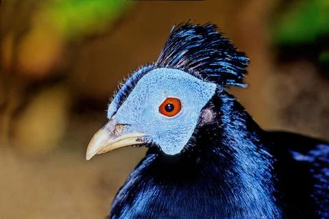 Crested fireback Stock Photos