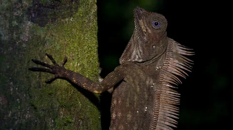 Crested Forest Lizard watches closely as it clings to tree in jungles of Borneo  Stock Footage 32550616