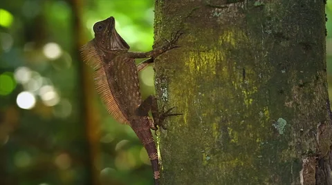 Crested Forest Lizard watches closely as it clings to tree in jungles of Borneo  Stock Footage 32550694
