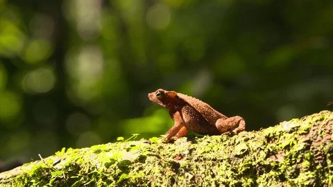 Crested Forest Toad (Rhinella margaritifera) Stock Footage 73059770