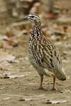 Crested Francolin, Dendroperdix sephaena Stock Photos
