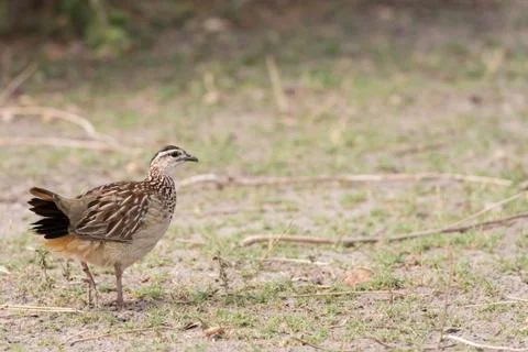 Crested francolin profile Stock Photos