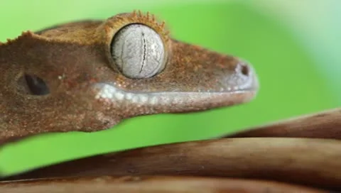 Crested Gecko Stock Footage 9448054