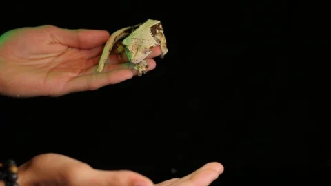 Crested Gecko Jumping From Human Hand To Off Screen In Slow Motion Видео 109370313