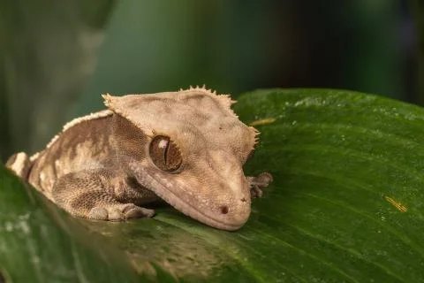 Crested Gecko from left sitting on leaf Stock Photos
