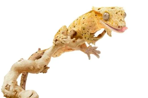 Crested gecko Stock Photos