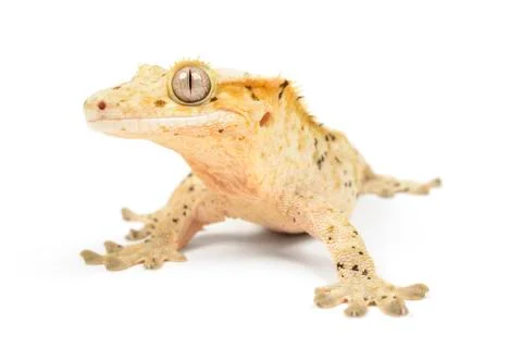 Crested gecko Stock Photos