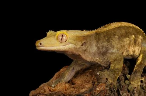 Crested Gecko Stock Photos