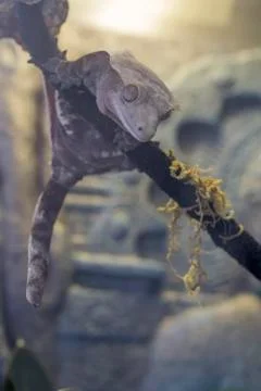 Crested Gecko Stock Photos