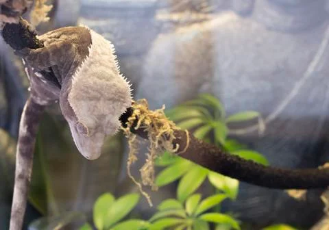 Crested Gecko Stock-Fotos