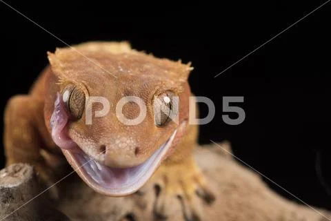 Crested Gecko Stock Photos
