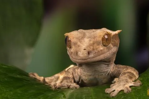 Crested Gecko Stock Photos