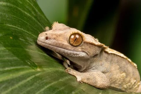 Crested Gecko Foto stock