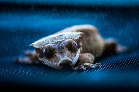 Crested Gecko rain Stock Photos
