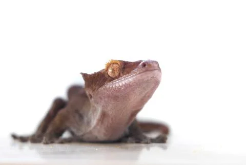 Crested Gecko on wthite background looking at the camera. Stock Photos