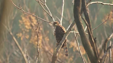 Crested Goshawk Bird of Prey Perched on a Tree Branch in the Wild Forest Vídeos de archivo 329460297