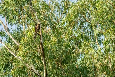 Crested Goshawk in ever green forest of Western ghats Stock-Fotos