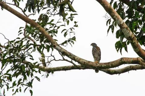 Crested goshawk in the nature Stock Photos