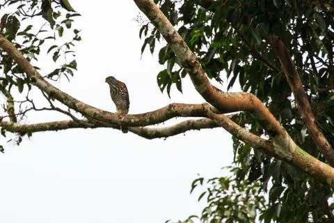 Crested goshawk in the nature Stock Photos