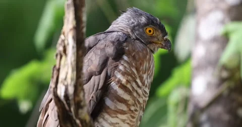 Crested goshawk perched on branch, green blurred background, Thailand. Stock Footage 303815081