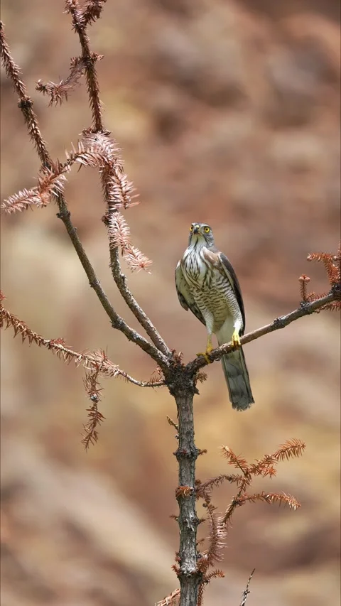 Crested Goshawk Perched on Dry Pine Branch Looking for Prey 스톡 동영상 330923665