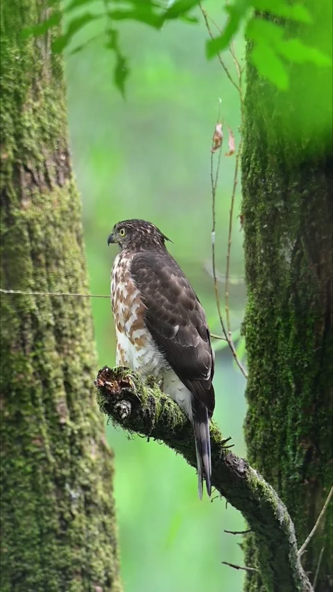 Crested Goshawk Perched on Mossy Branch in Dense Forest Video stock 330761819
