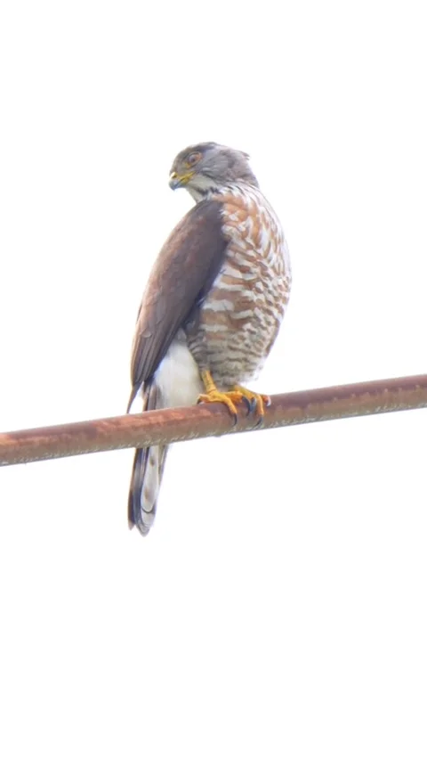 Crested goshawk perched on a rusty wire isolated on white background Vídeos de archivo 334635243