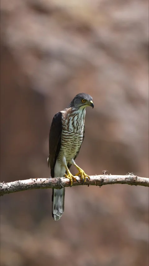 Crested Goshawk Predator Bird Perched on Tree Branch Looking for Prey Stock Footage 330987309