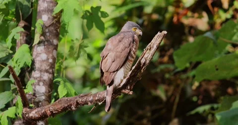 Crested goshawk on tree branch, lush green forest, Thailand. Hawk in Stock Footage 303819248