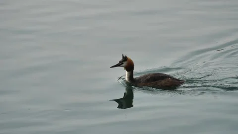 Crested grebe in Adda river Stock Footage 211387247