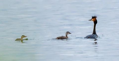 Crested Grebe And Her Chicks In The Lake Stock Photos
