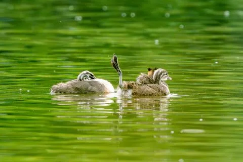 Crested Grebe And Her Chicks In The Lake Stock Photos