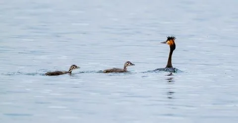 Crested Grebe And Her Chicks In The Lake Stock Photos