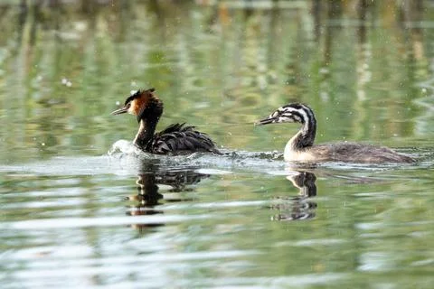 Crested Grebe And Her Chicks In The Lake Stock Photos