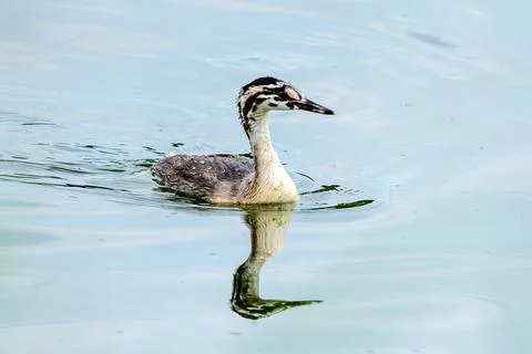 Crested Grebe Chick In Lake Stock Photos